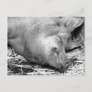 Sleeping Pig Black and White Photo Postcard