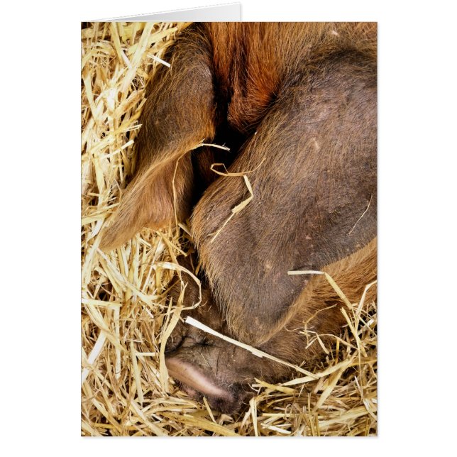 SLEEPING PIG Card (Front)