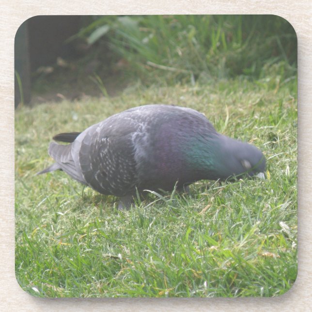 Sleeping Pigeon Cork Coaster (Front)