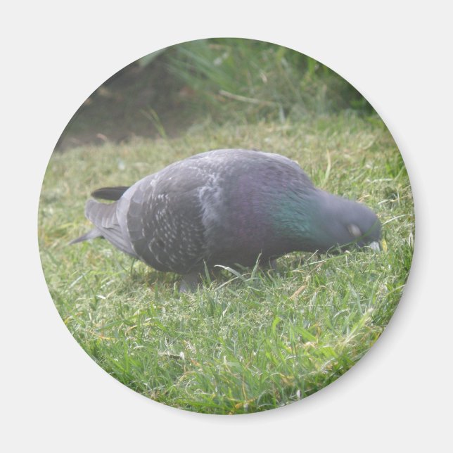 Sleeping Pigeon Magnet (Front)