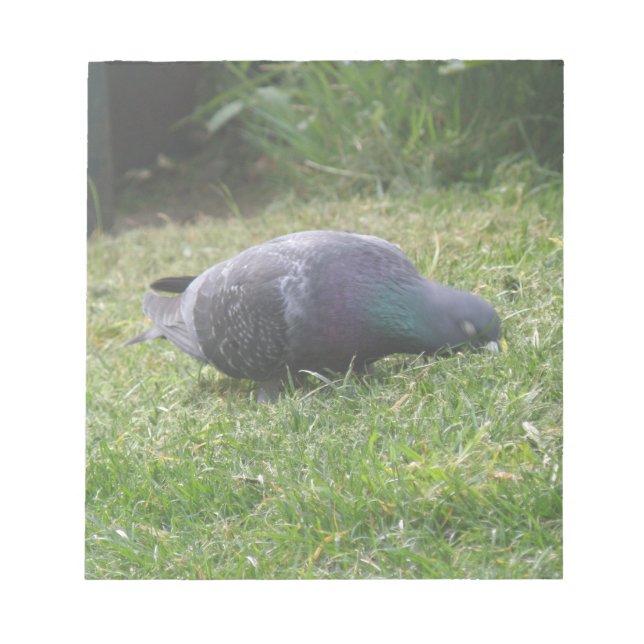 Sleeping Pigeon Notepad (Front)