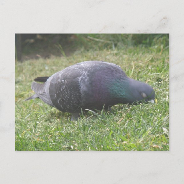 Sleeping Pigeon Postcard (Front)