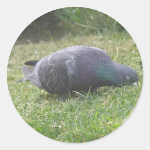 Sleeping Pigeon Sticker