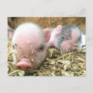 Sleeping Piglets Postcard
