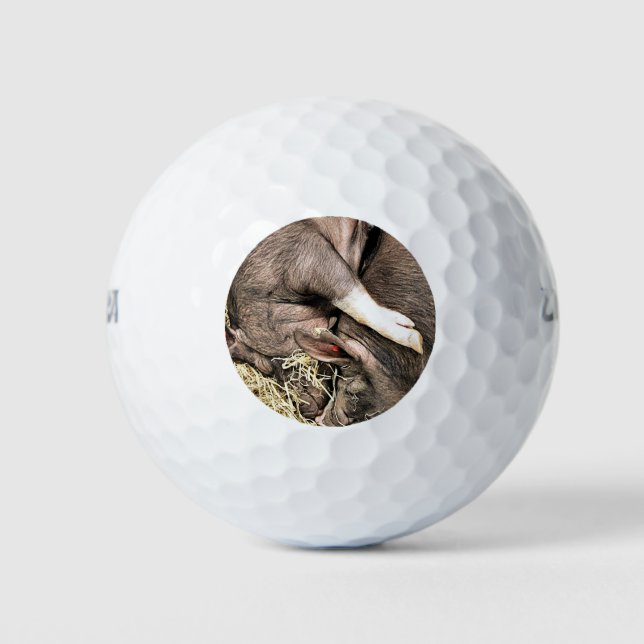 SLEEPING PIGS GOLF BALLS (Front)