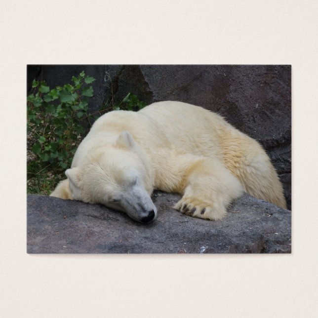 Sleeping Polar Bear (Front)