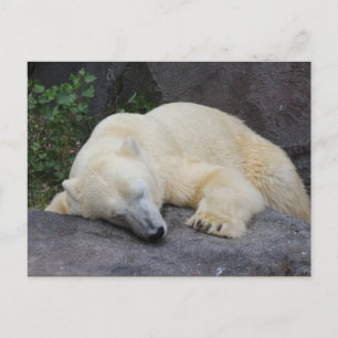 Sleeping Polar Bear Postcard