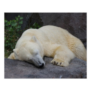 Sleeping Polar Bear Poster