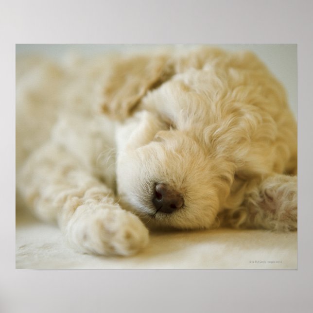 Sleeping Poodle puppy 2 Poster (Front)