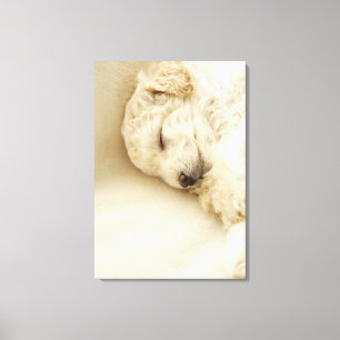 Sleeping Poodle puppy Canvas Print
