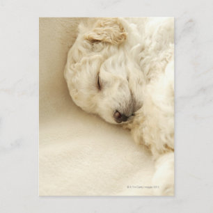 Sleeping Poodle puppy Postcard