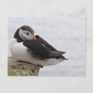 Sleeping Puffin Postcard