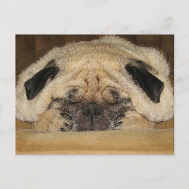 Sleeping Pug Postcard (Front)
