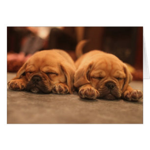 Sleeping puppies