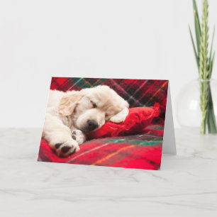 Sleeping Puppy On Plaid Holiday Card