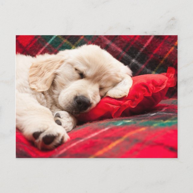 Sleeping Puppy On Plaid Postcard (Front)