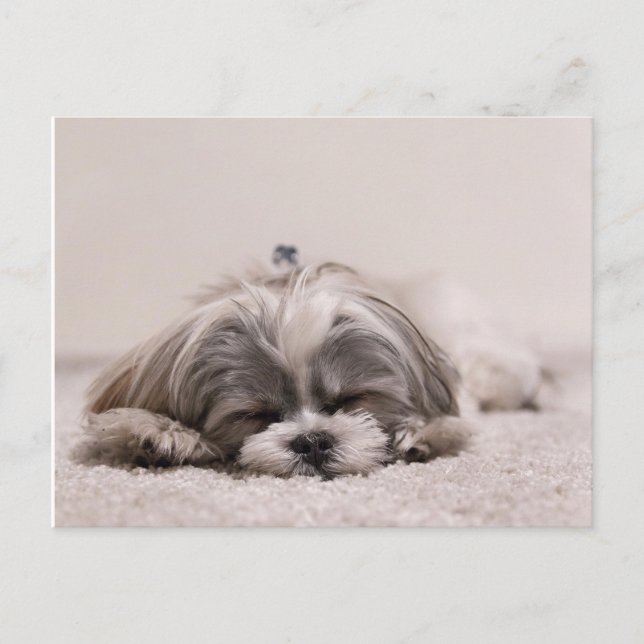 Sleeping Puppy Postcard (Front)
