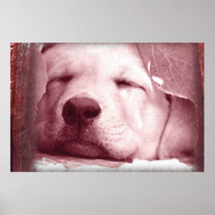 Sleeping Puppy Poster
