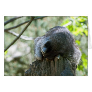 Sleeping Raccoon Greeting Card