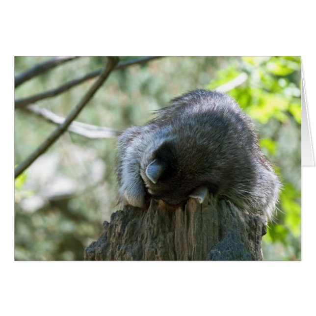 Sleeping Raccoon Greeting Card (Front Horizontal)