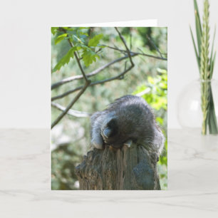 Sleeping Raccoon Greeting Card