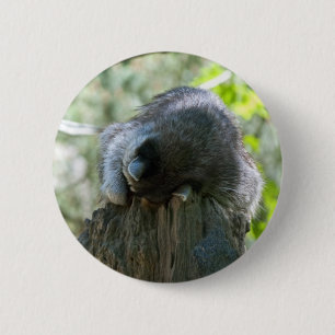 Sleeping Raccoon Pin