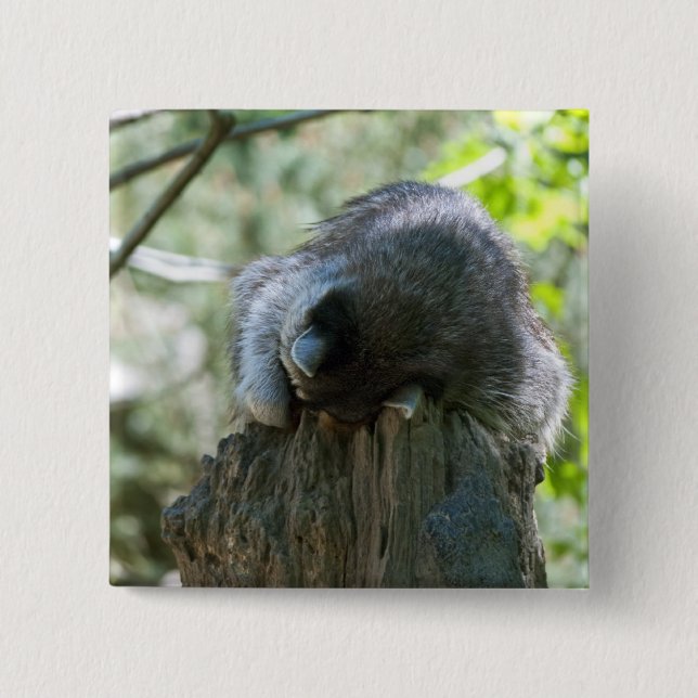 Sleeping Raccoon Pin (Front)