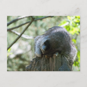 Sleeping Raccoon Postcards
