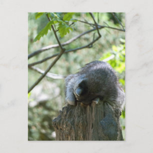 Sleeping Raccoon Postcards
