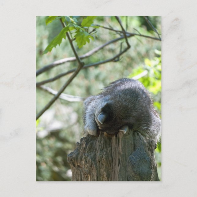 Sleeping Raccoon Postcards (Front)
