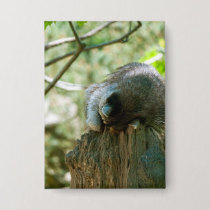 Sleeping Raccoon Stickers