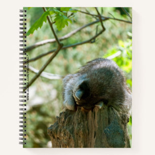 Sleeping Raccoon Stickers Notebook