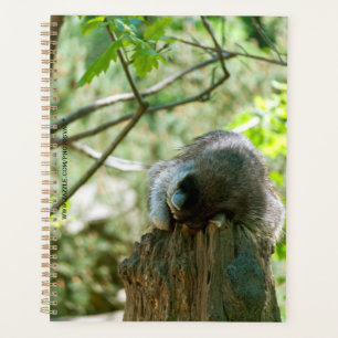 Sleeping Raccoon Stickers Planner