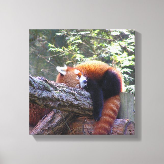 Sleeping Red Panda Canvas Print (Front)