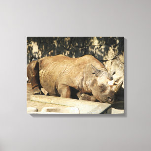 Sleeping Rhino Canvas Print