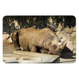 Sleeping Rhino Magnet