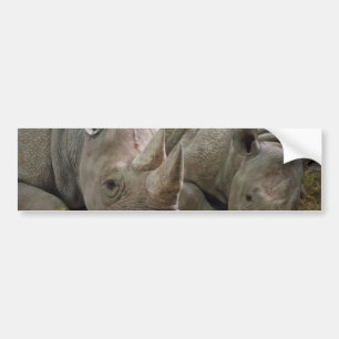 Sleeping Rhinos Bumper Stickers