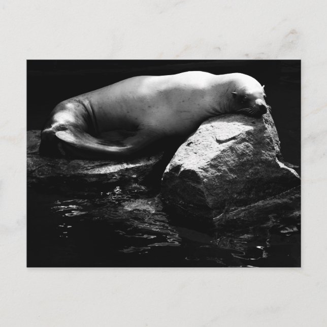 Sleeping Sea Lion .1781 Postcard (Front)