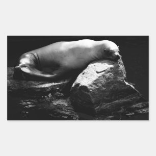 Sleeping Sea Lion .1781 Sticker