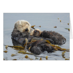 Sleeping Sea Otter Mom and Pup