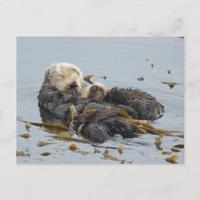 Sleeping sea otter mom and pup postcard (Front)