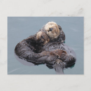 Sleeping sea otter mom and pup postcard