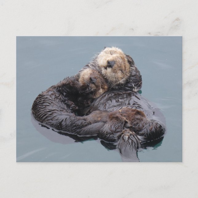 Sleeping sea otter mom and pup postcard (Front)
