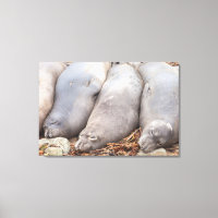 Sleeping Seals