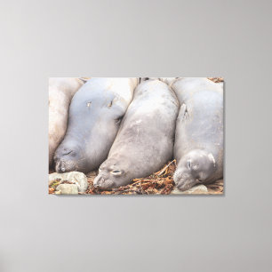 Sleeping Seals Canvas Print