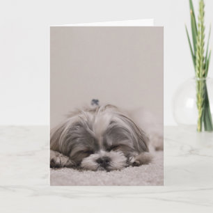Sleeping Shih tzu Greeting Card, Sleeping Dog Card
