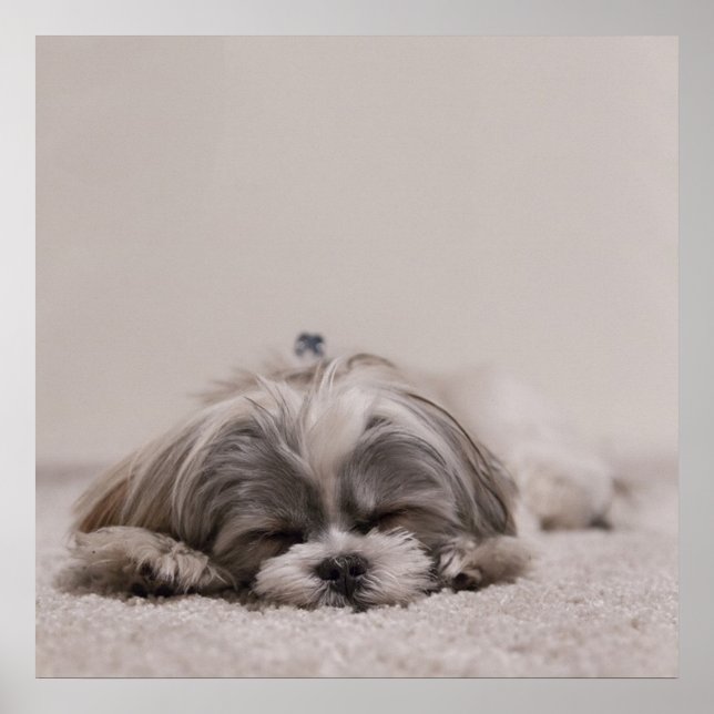 Sleeping Shih tzu Poster, Sleeping Dog Poster (Front)
