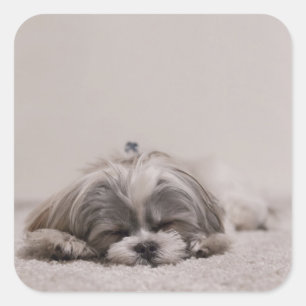 Sleeping Shih tzu Sticker, Sleeping Dog Square Sticker