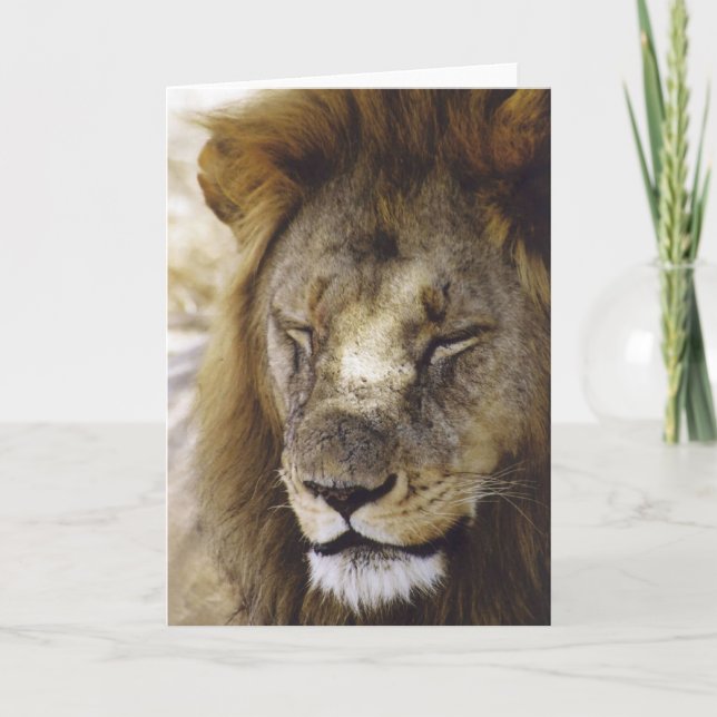 Sleeping Simba (Lion) Card (Front)