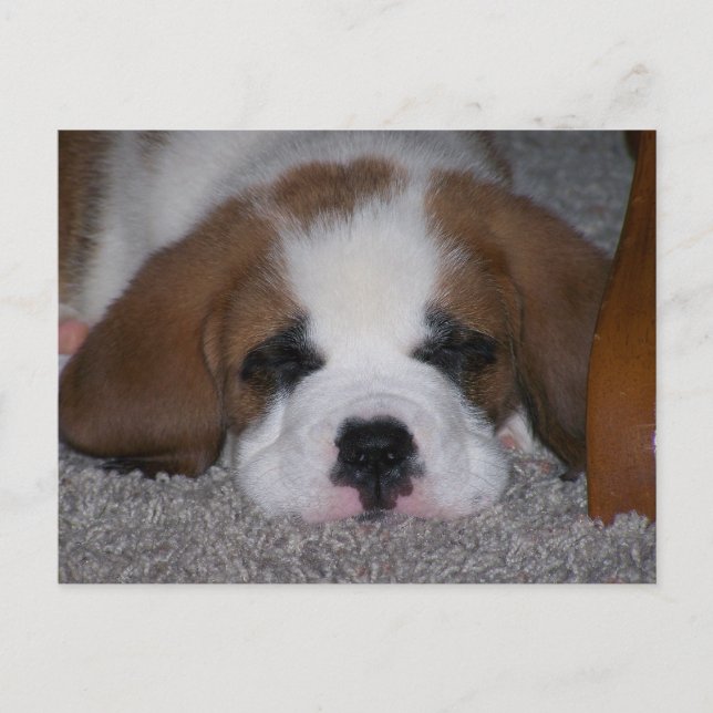 Sleeping St. Bernard Puppy Postcard (Front)